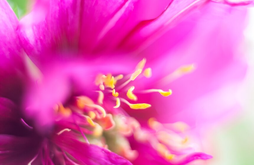 В "Аптекарском огороде" открылась выставка пионов от M24.ru 9 фото