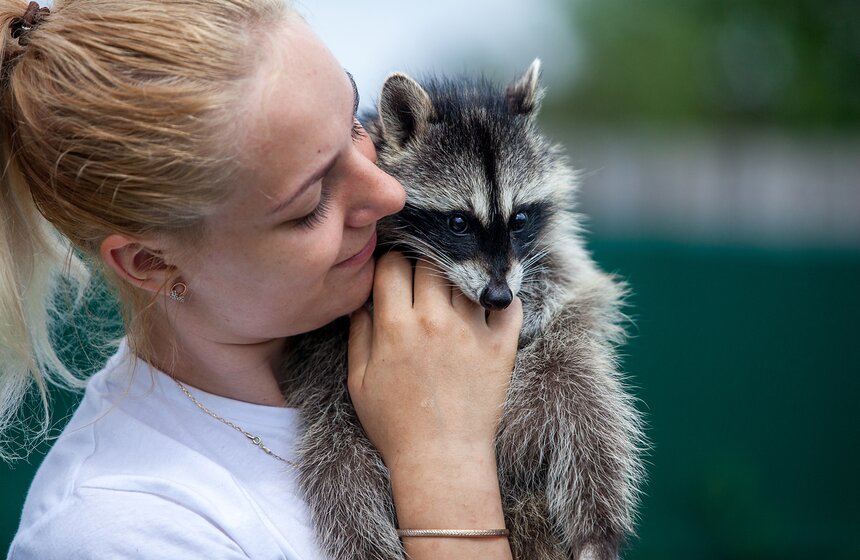 В Подмосковье работает мини-зоопарк "Дом енота" 17 фото