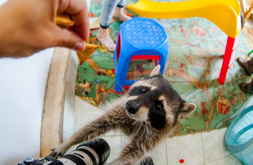 В Подмосковье работает мини-зоопарк "Дом енота" 7 фото