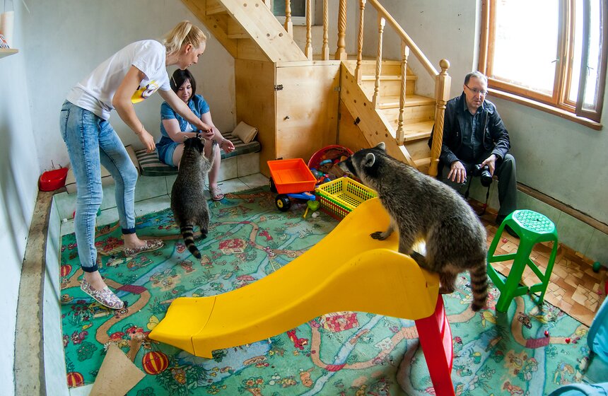 В Подмосковье работает мини-зоопарк "Дом енота" 6 фото