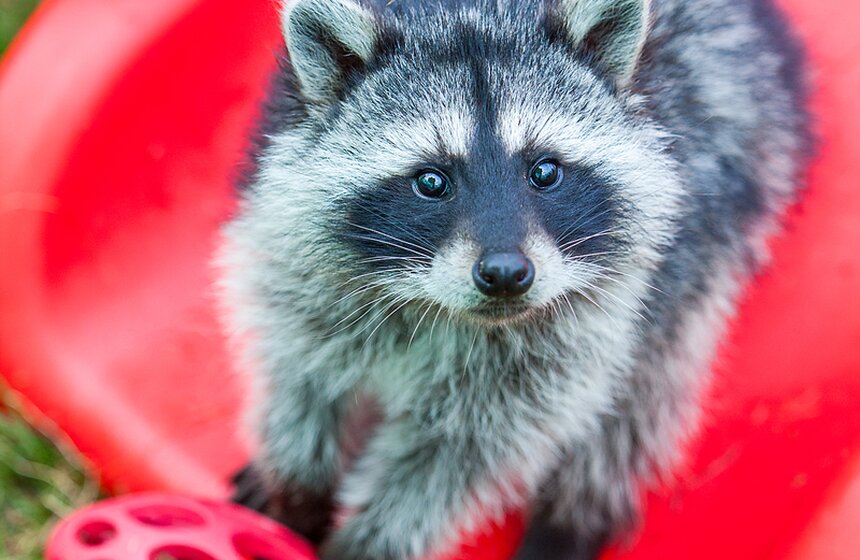 В Подмосковье работает мини-зоопарк "Дом енота" 3 фото