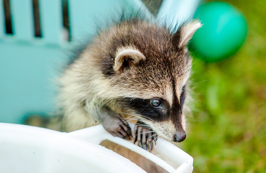 В Подмосковье работает мини-зоопарк "Дом енота" 2 фото