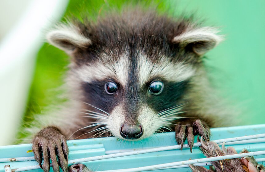 В Подмосковье работает мини-зоопарк "Дом енота" 16 фото