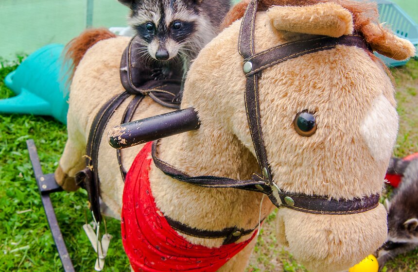 В Подмосковье работает мини-зоопарк "Дом енота" 9 фото