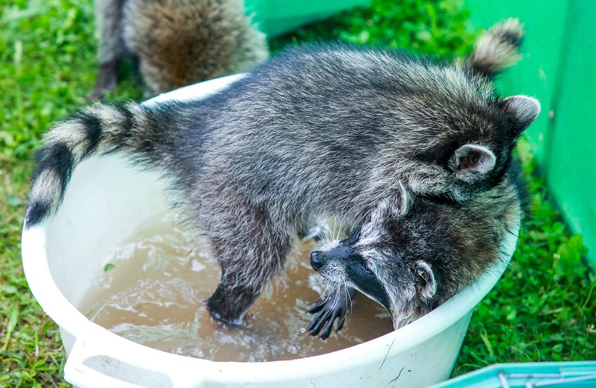 В Подмосковье работает мини-зоопарк "Дом енота" 12 фото