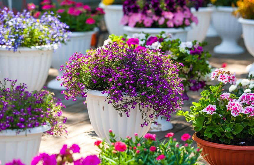 Фестиваль садов и цветов в парке искусств МУЗЕОН 17 фото