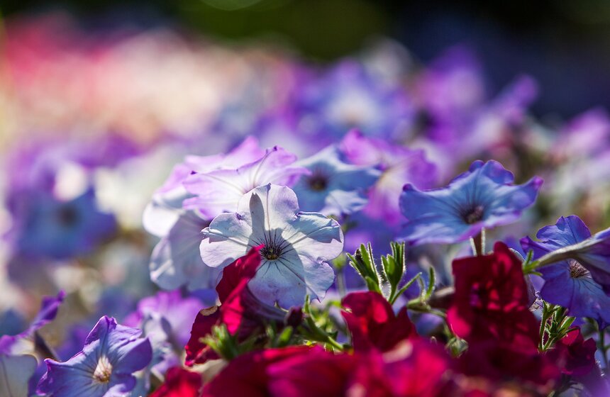 "Цветущий парк": Лето в "Северном Тушине" 17 фото