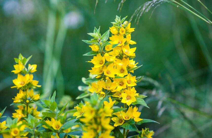 "Цветущий парк": Лето в "Северном Тушине" 14 фото