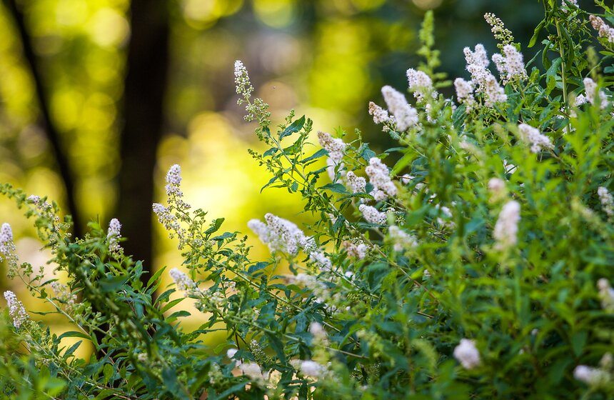 "Цветущий парк": Лето в "Северном Тушине" 3 фото