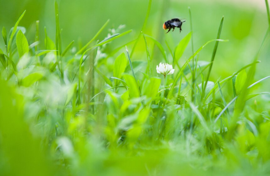"Цветущий парк": лето в "Саду будущего" 12 фото