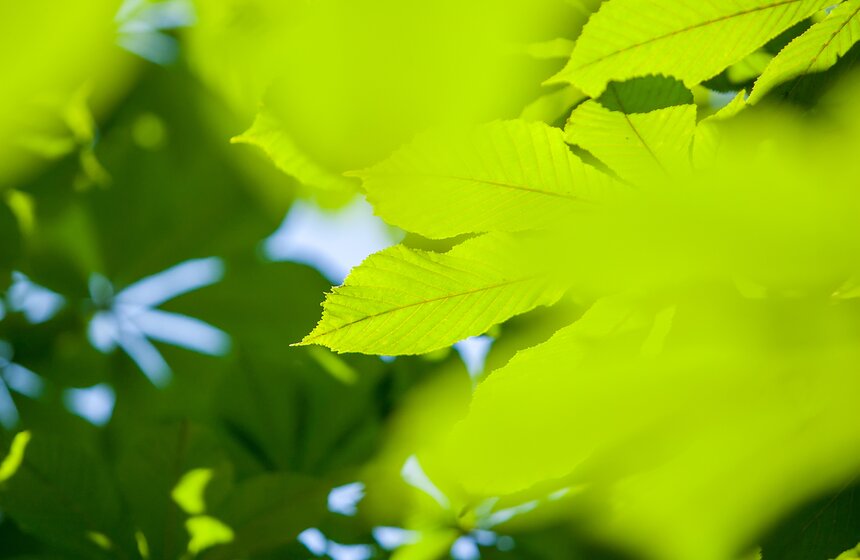 "Цветущий парк": лето в "Саду будущего" 11 фото