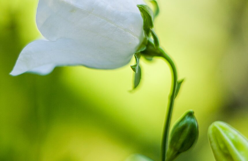 "Цветущий парк": лето в "Саду будущего" 14 фото