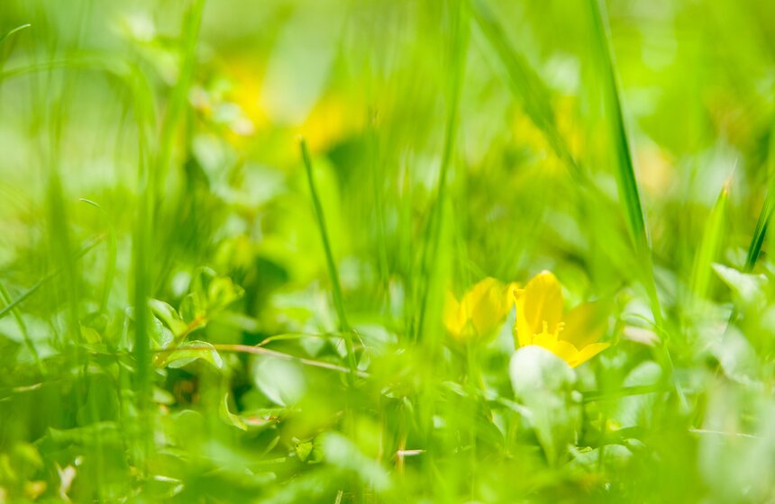 "Цветущий парк": лето в "Саду будущего" 17 фото