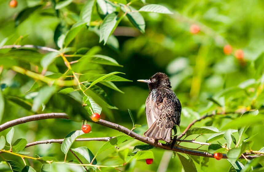 "Цветущий парк": лето в "Саду будущего" 16 фото