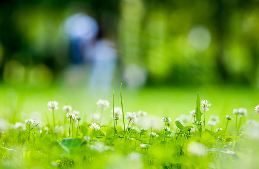 "Цветущий парк": лето в "Саду будущего" 22 фото