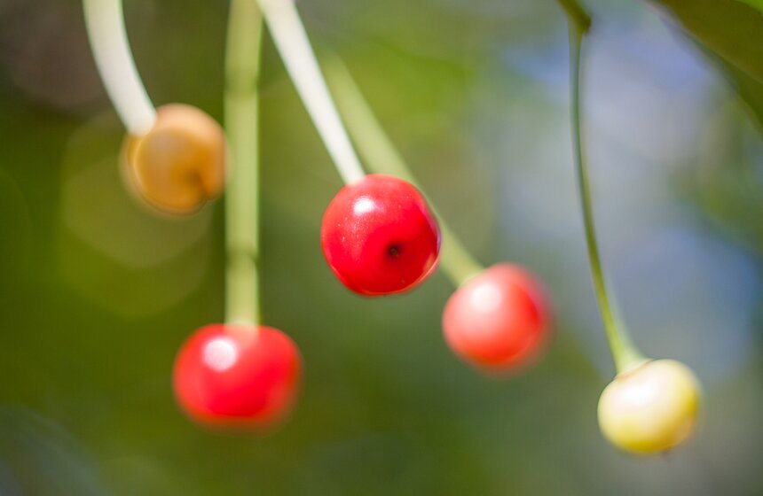 "Цветущий парк": лето в "Саду будущего" 10 фото