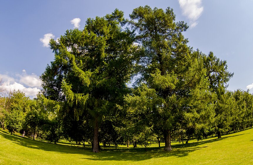 "Цветущий парк": лето в "Саду будущего" 1 фото
