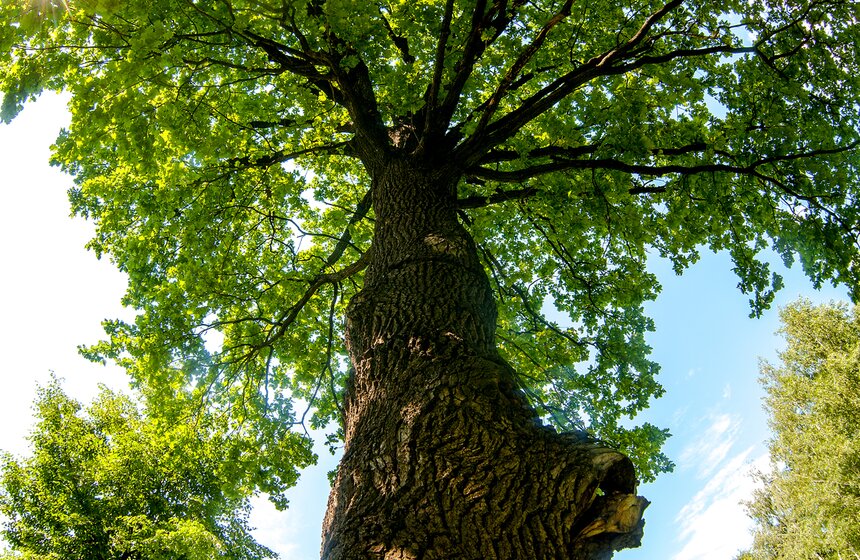 "Цветущий парк": лето в "Саду будущего" 6 фото