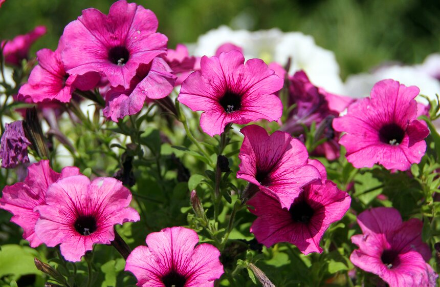 В МУЗЕОНе продолжается Международный фестиваль садов и цветов 17 фото