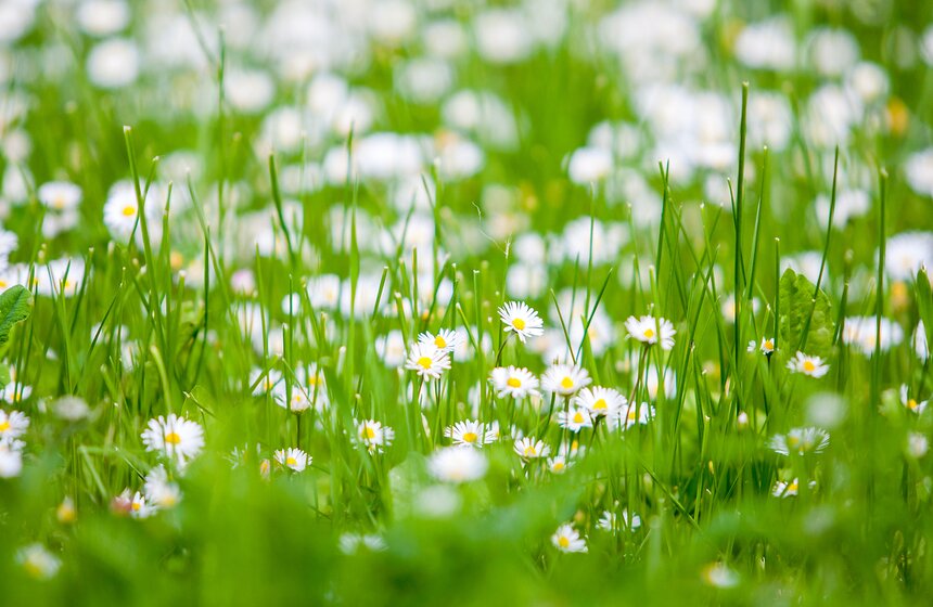 "Цветущий парк": Лето в "Садовниках" 22 фото