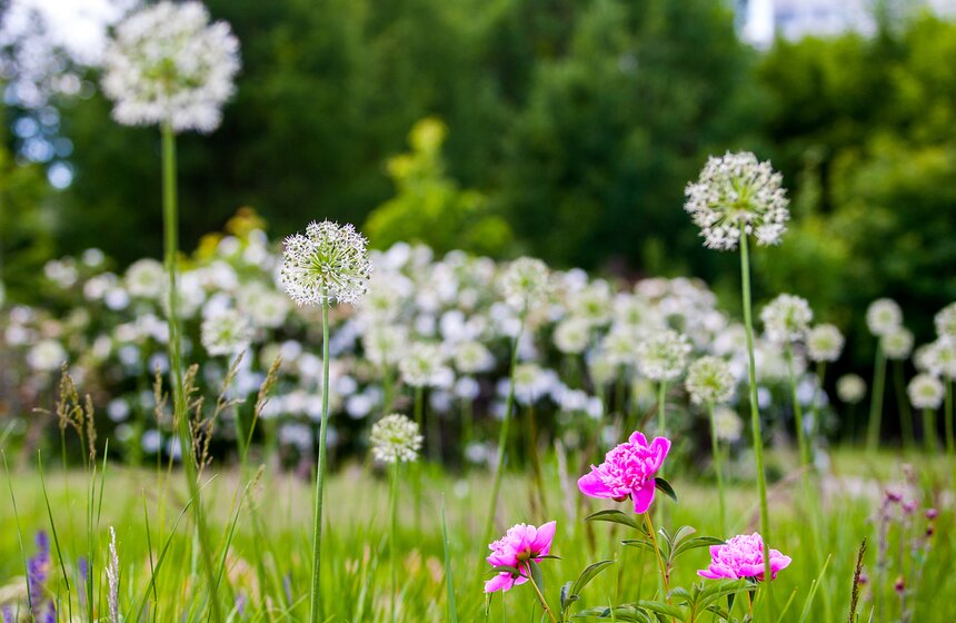 "Цветущий парк": Лето в "Садовниках" 10 фото