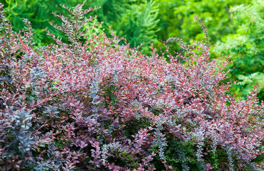 "Цветущий парк": Лето в "Садовниках" 9 фото