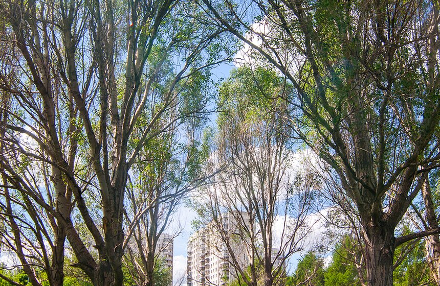 "Цветущий парк": Лето в "Садовниках" 3 фото