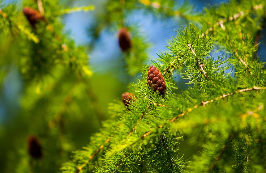 "Цветущий парк": Лето в "Садовниках" 2 фото