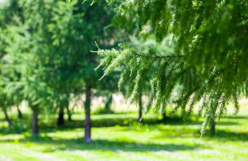 "Цветущий парк": Лето в "Садовниках" 1 фото