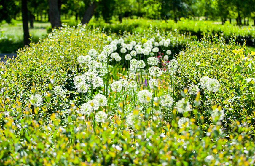 "Цветущий парк": Лето в "Садовниках" 13 фото