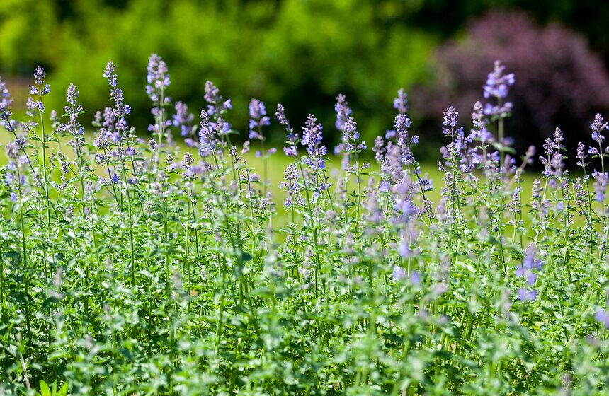 "Цветущий парк": Лето в "Садовниках" 11 фото