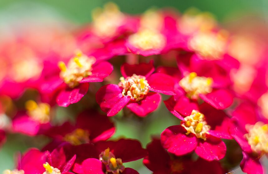 "Цветущий парк": Лето в "Садовниках" 17 фото