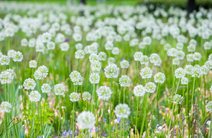 "Цветущий парк": Лето в "Садовниках" 15 фото