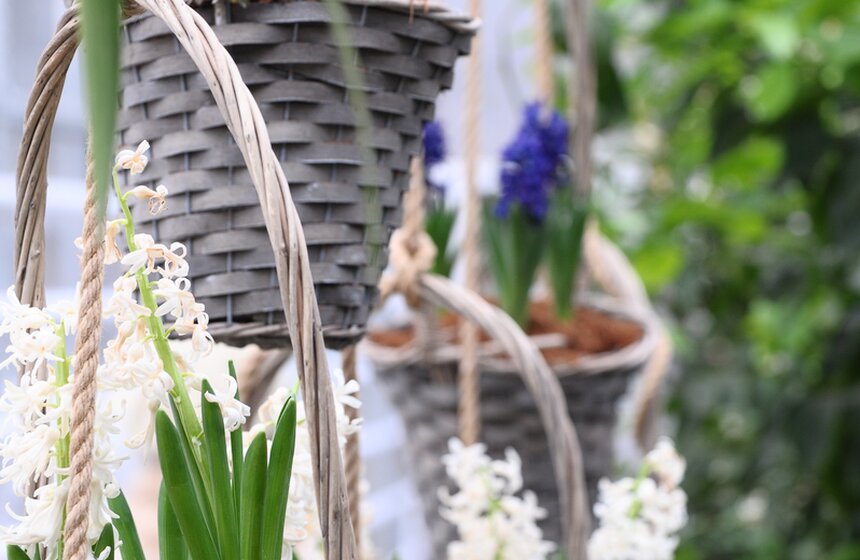 В Москве на два месяца раньше расцвели весенние цветы 21 фото