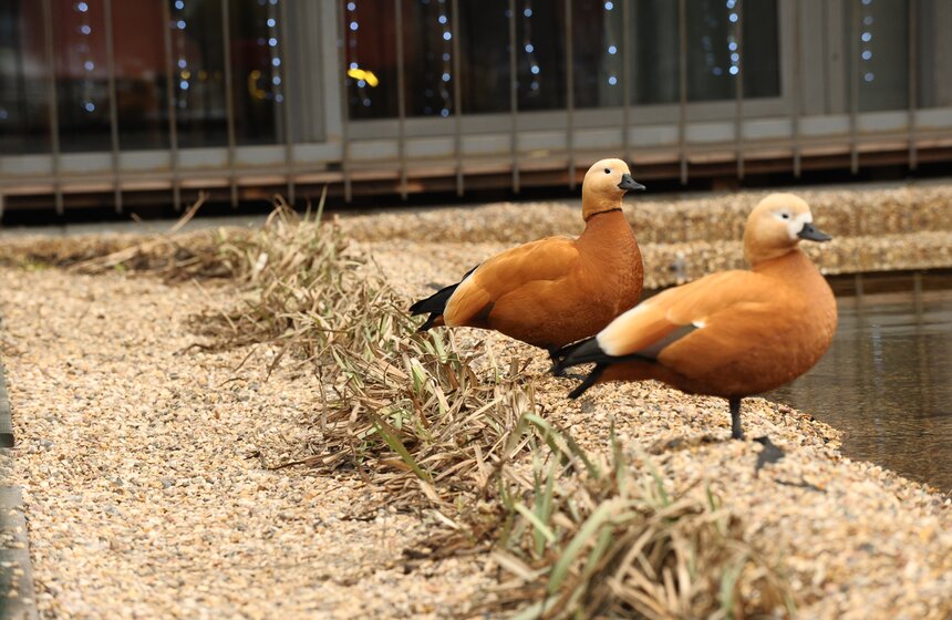 В Москве на два месяца раньше расцвели весенние цветы 22 фото