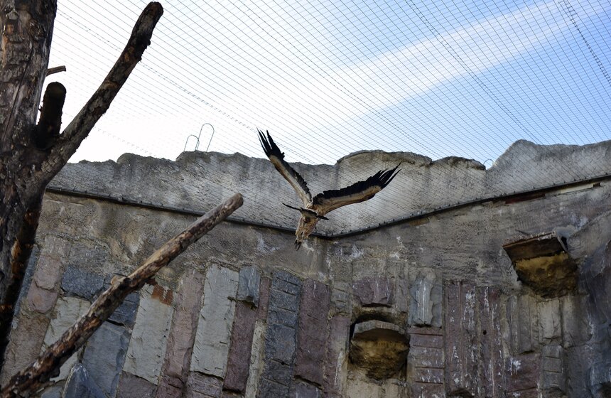 Пора вставать: питомцы Московского зоопарка вышли из спячки 13 фото