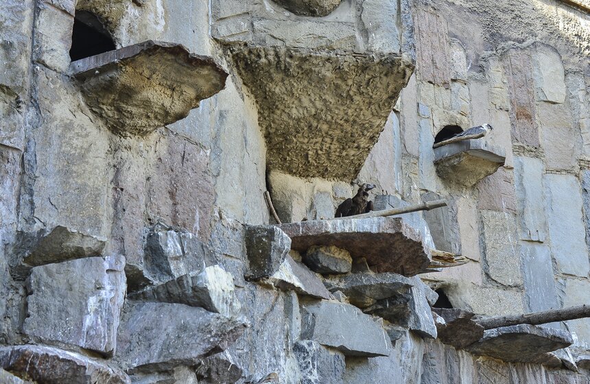 Пора вставать: питомцы Московского зоопарка вышли из спячки 11 фото