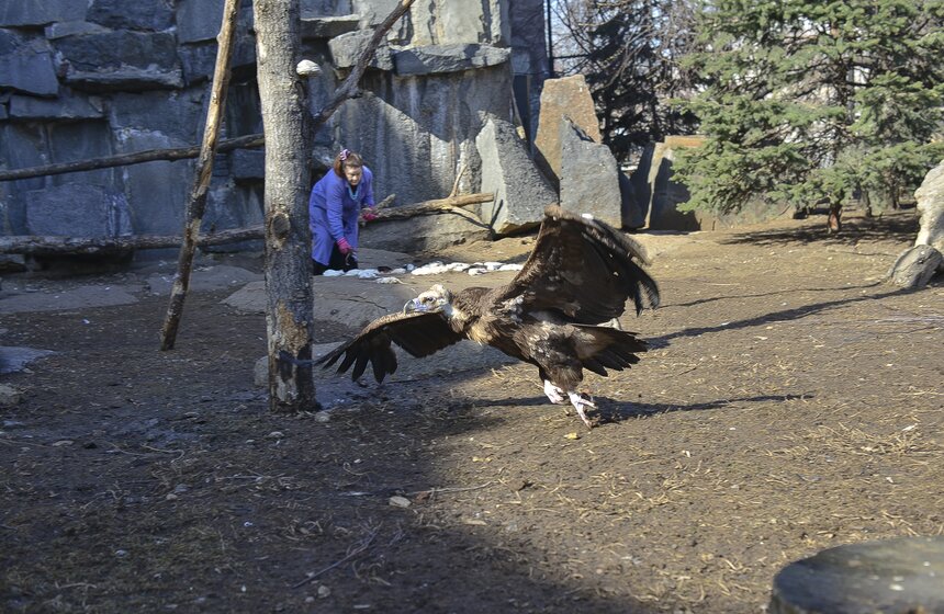 Пора вставать: питомцы Московского зоопарка вышли из спячки 12 фото