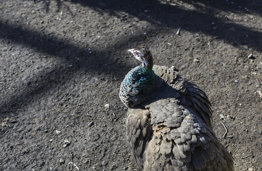 Пора вставать: питомцы Московского зоопарка вышли из спячки 21 фото