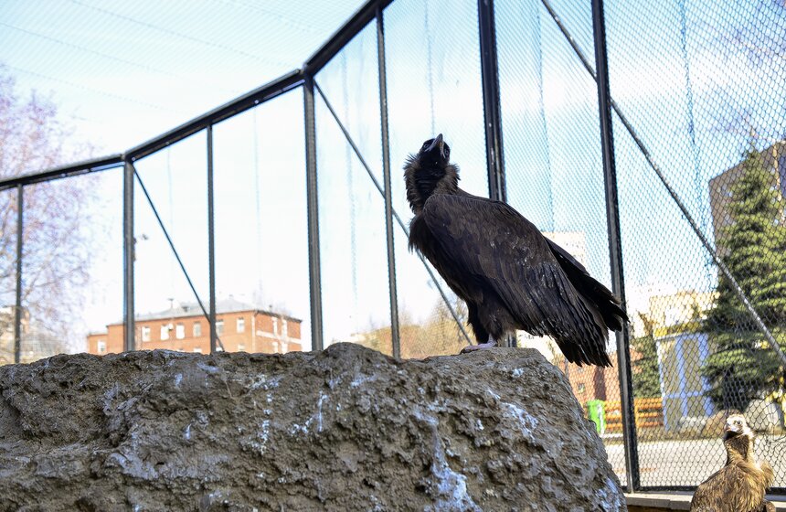 Пора вставать: питомцы Московского зоопарка вышли из спячки 15 фото