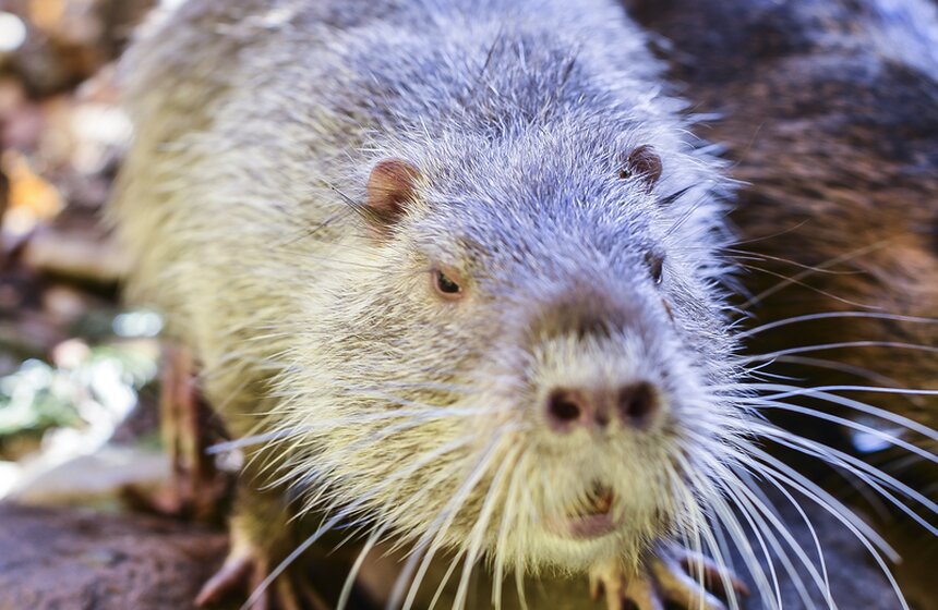 Пора вставать: питомцы Московского зоопарка вышли из спячки 4 фото