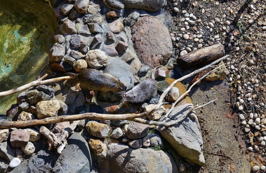 Пора вставать: питомцы Московского зоопарка вышли из спячки 2 фото