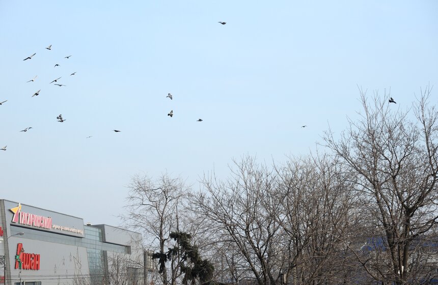 В столицу пришла весна 19 фото