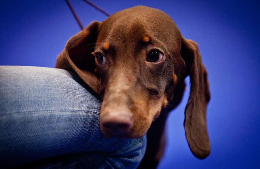 В "Крокус Экспо" прошла интернациональная выставка собак 8 фото