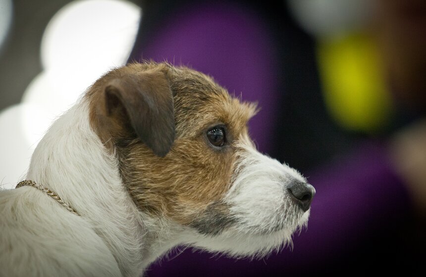 В "Крокус Экспо" прошла интернациональная выставка собак 16 фото