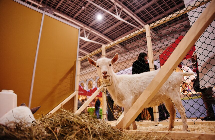 В Москве открылся фестиваль еды "Фуд шоу" 14 фото