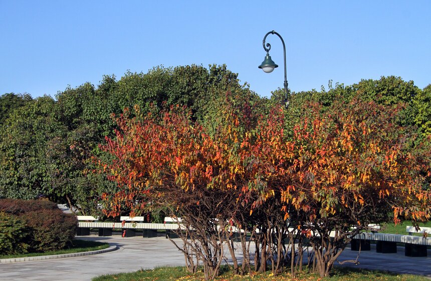 В Москве возрожден уникальный парк "Сиреневый сад" 3 фото