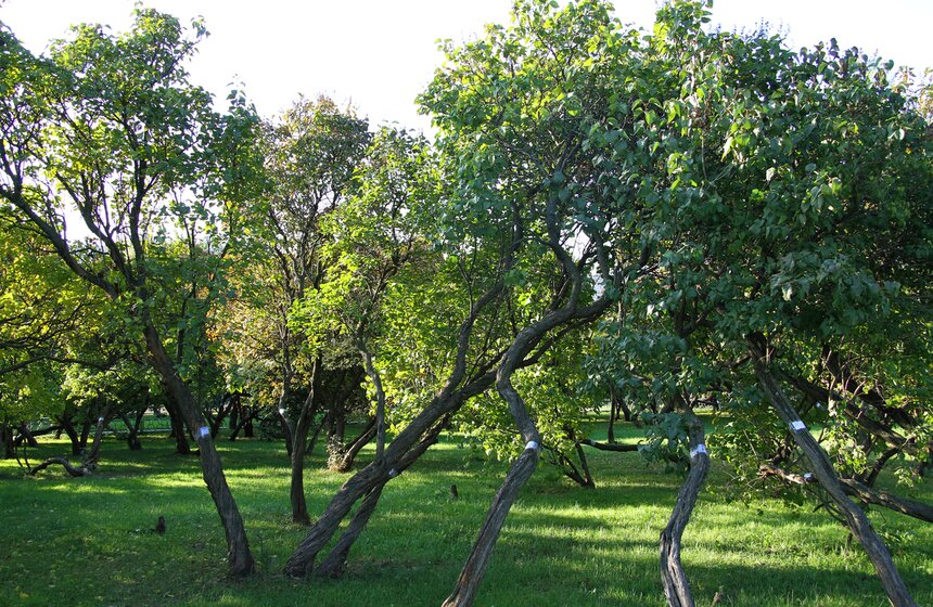 В Москве возрожден уникальный парк "Сиреневый сад" 15 фото