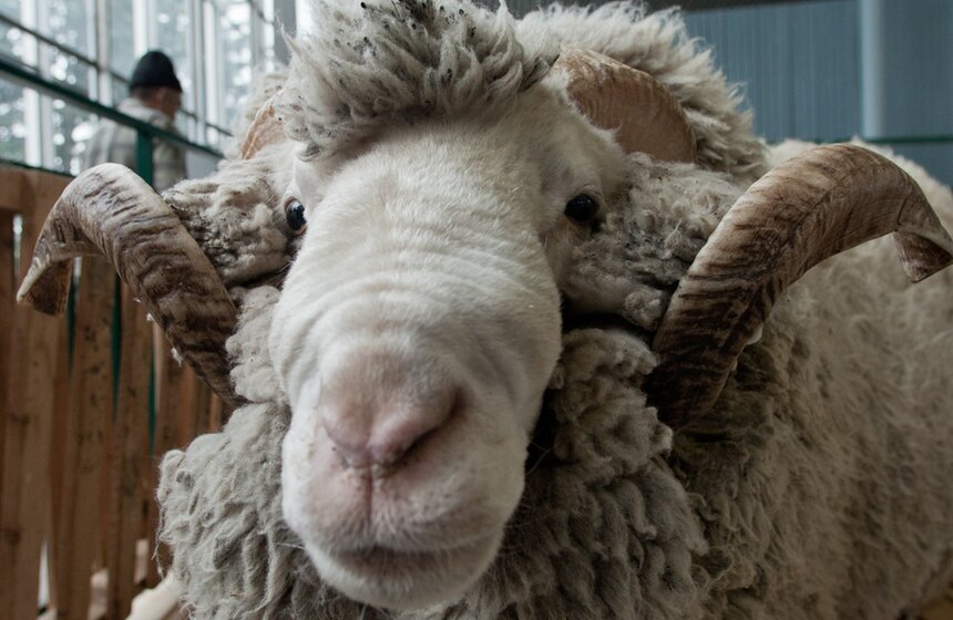 На ВДНХ готовятся к агровыставке "Золотая осень" 21 фото