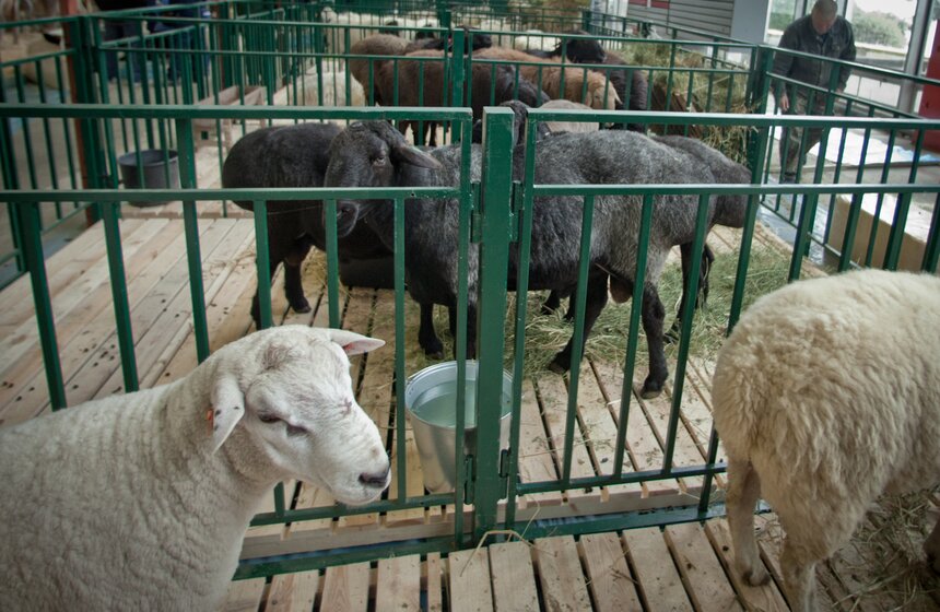 На ВДНХ готовятся к агровыставке "Золотая осень" 20 фото